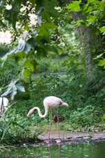 Flamingo (12 von 21).jpg